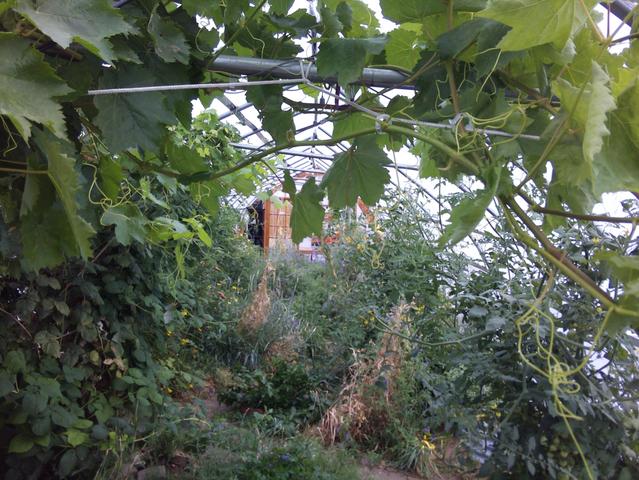 Hoophouse interior overgrown with grape vines and tomatoes, September 2025
